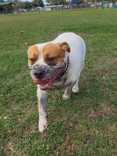 Logan Gate Dog Park - Tampa, FL