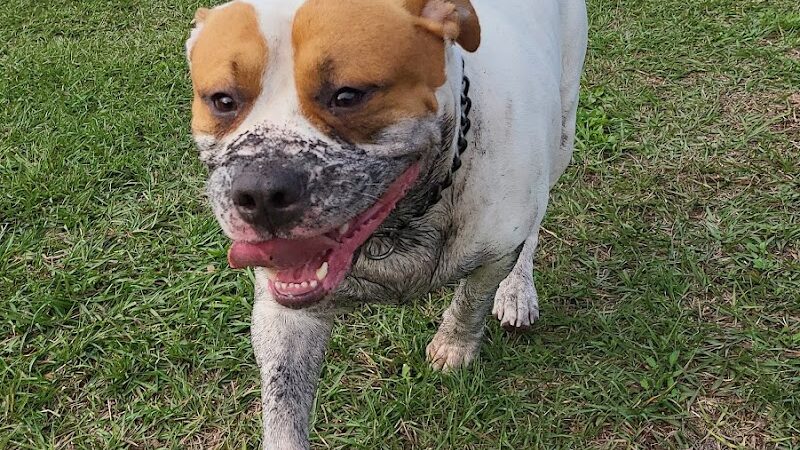 Logan Gate Dog Park - Tampa, FL