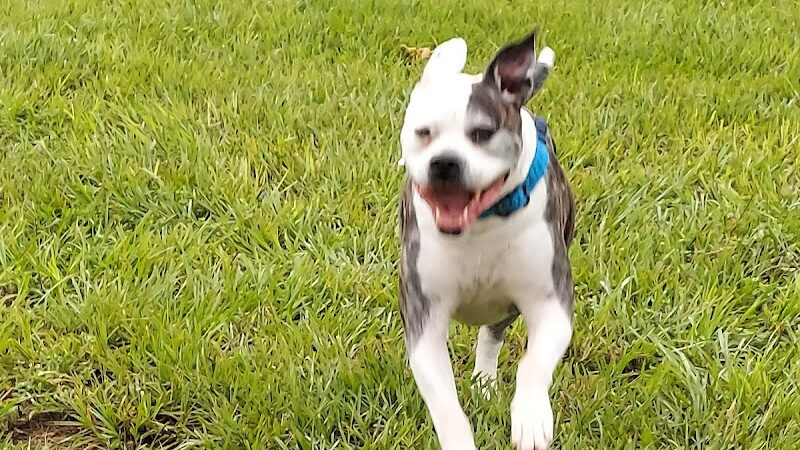 Logan Gate Dog Park - Tampa, FL