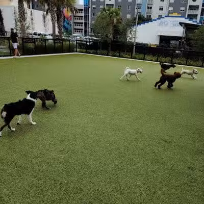 Madison Street Dog Park - Tampa, FL