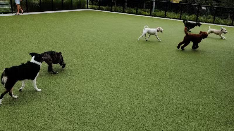 Madison Street Dog Park - Tampa, FL