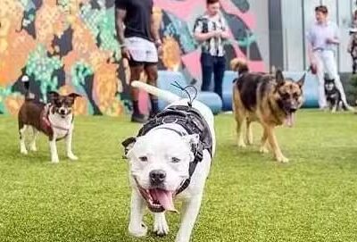 Meridian Dog Run - Tampa, FL