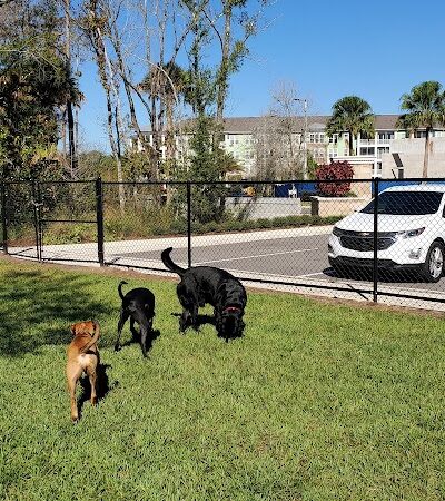 New Tampa Dog Park - Tampa, FL