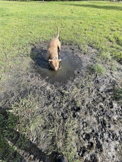 New Tampa Dog Park - Tampa, FL