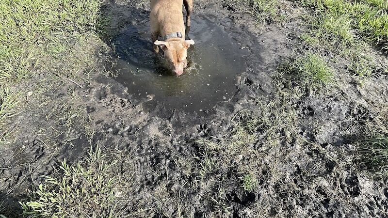 New Tampa Dog Park - Tampa, FL