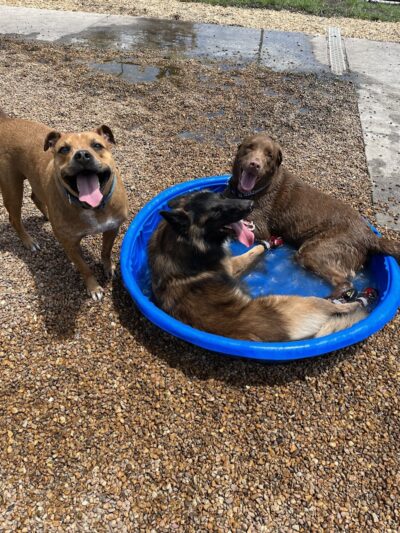 New Tampa Dog Park - Tampa, FL