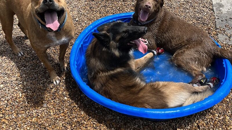 New Tampa Dog Park - Tampa, FL