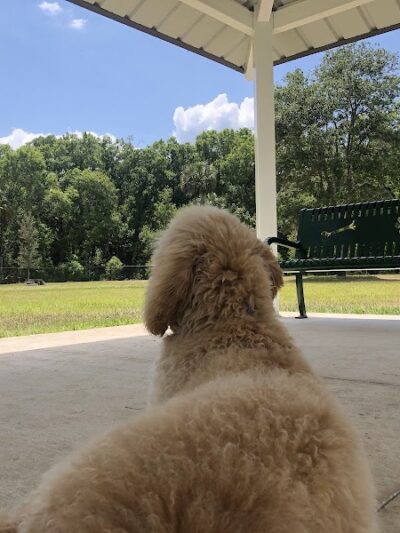 New Tampa Dog Park - Tampa, FL