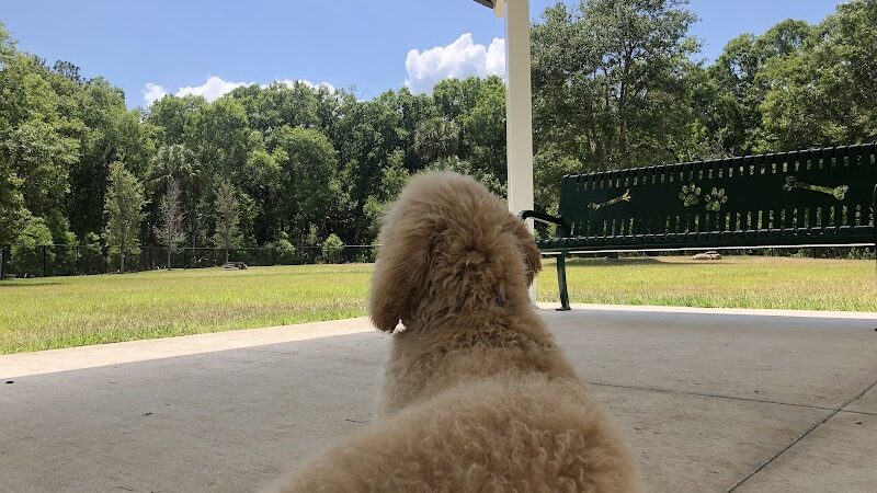 New Tampa Dog Park - Tampa, FL