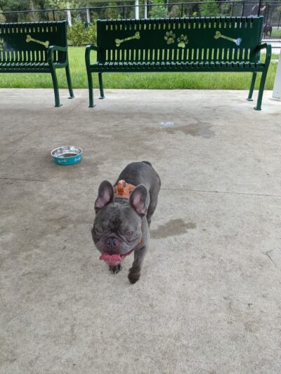New Tampa Dog Park - Tampa, FL