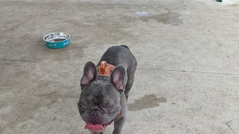 New Tampa Dog Park - Tampa, FL