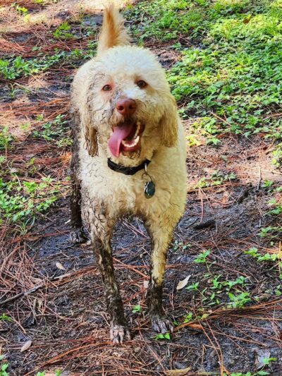 New Tampa Rotary Dog Park - Tampa, FL