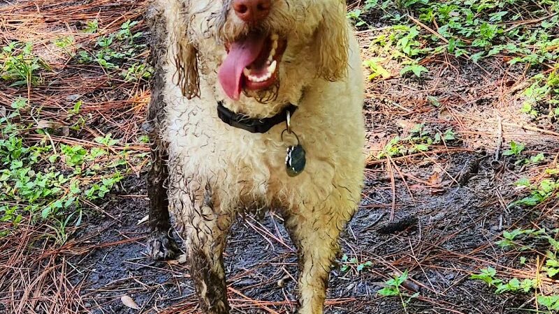 New Tampa Rotary Dog Park - Tampa, FL