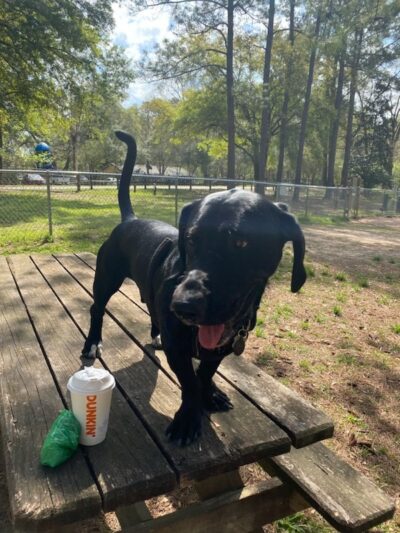 New Tampa Rotary Dog Park - Tampa, FL