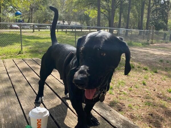 New Tampa Rotary Dog Park - Tampa, FL