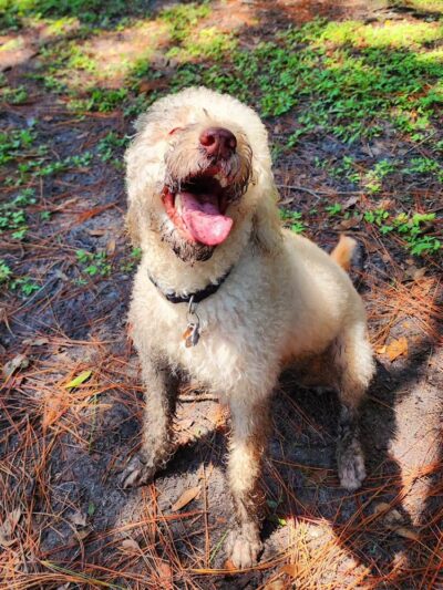 New Tampa Rotary Dog Park - Tampa, FL
