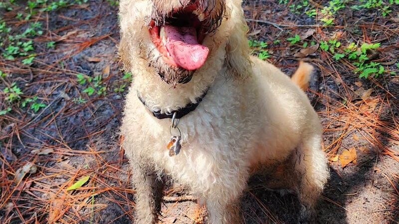 New Tampa Rotary Dog Park - Tampa, FL
