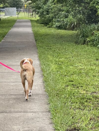 Northwest County Dog Park - Tampa, FL