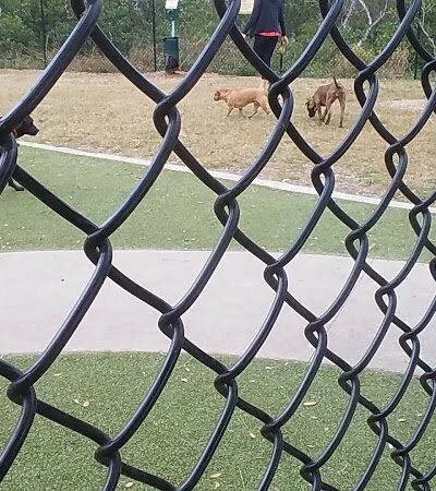 Northwest County Dog Park - Tampa, FL