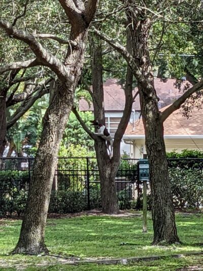 Palma Ceia Park - Tampa, FL