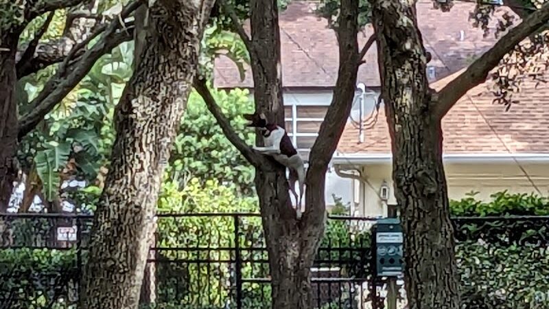 Palma Ceia Park - Tampa, FL