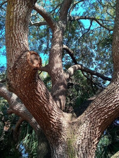 Palma Ceia Park - Tampa, FL