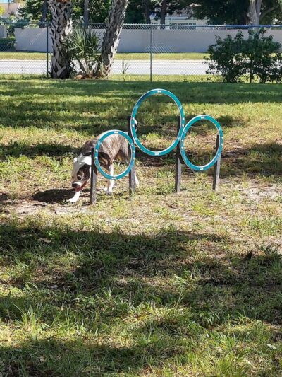 Parker’s Landing Dog Park - Tampa, FL