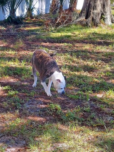 Parker’s Landing Dog Park - Tampa, FL