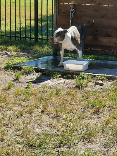 Parker’s Landing Dog Park - Tampa, FL