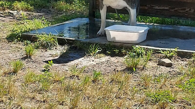 Parker’s Landing Dog Park - Tampa, FL