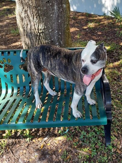Parker’s Landing Dog Park - Tampa, FL
