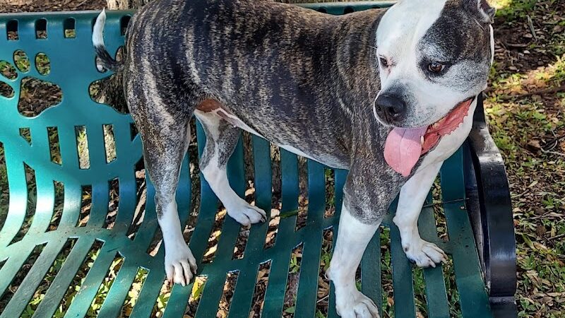 Parker’s Landing Dog Park - Tampa, FL