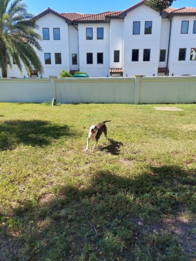Parker’s Landing Dog Park - Tampa, FL