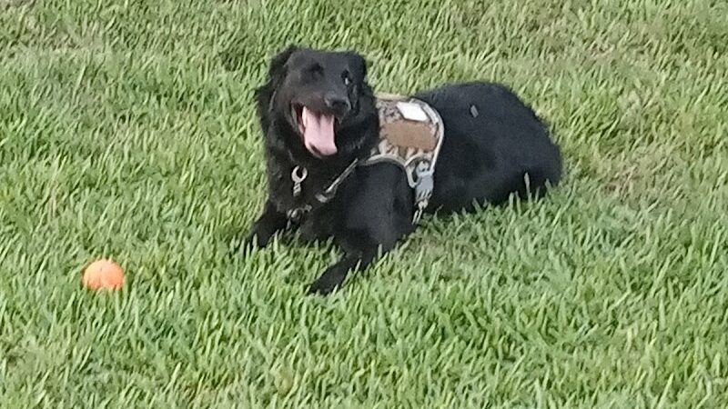 Parker’s Landing Dog Park - Tampa, FL