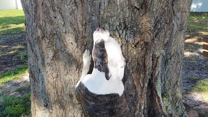 Parker’s Landing Dog Park - Tampa, FL