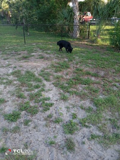 Parker’s Landing Dog Park - Tampa, FL