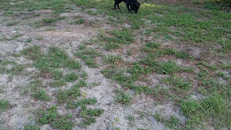 Parker’s Landing Dog Park - Tampa, FL