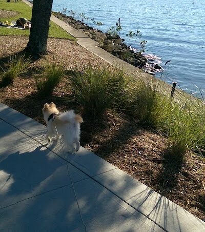 Queenie's Dog Park - Tampa, FL