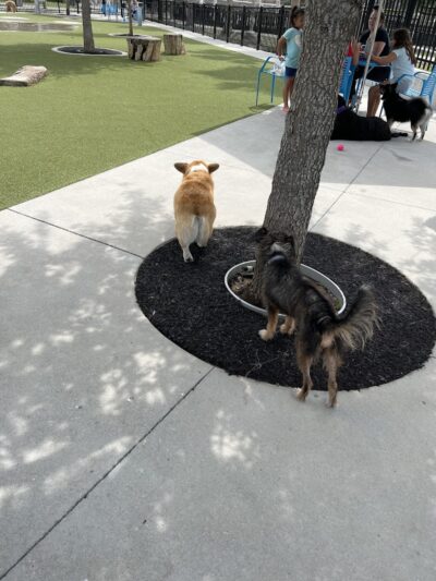 Queenie's Dog Park - Tampa, FL