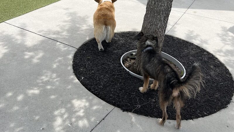 Queenie's Dog Park - Tampa, FL
