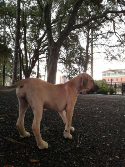 Queenie's Dog Park - Tampa, FL