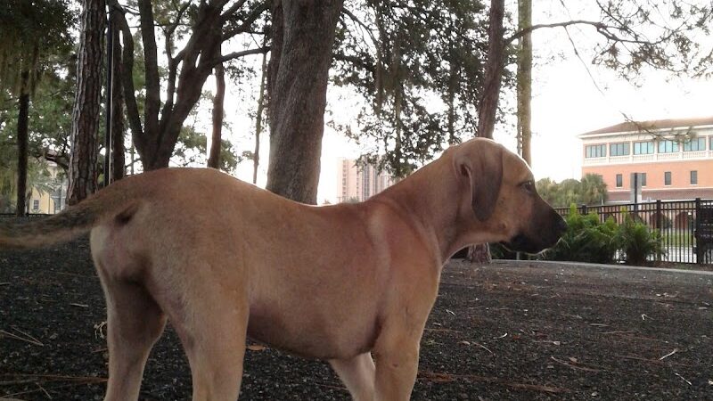 Queenie's Dog Park - Tampa, FL