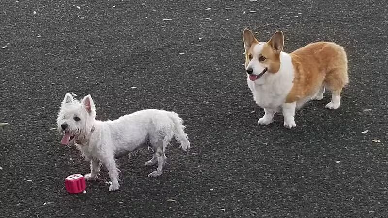 Queenie's Dog Park - Tampa, FL
