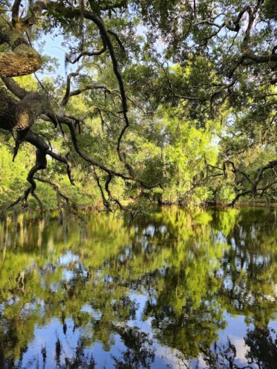 Rowlett Dog Park - Tampa, FL