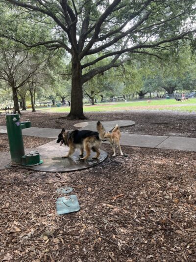Rowlett Dog Park - Tampa, FL