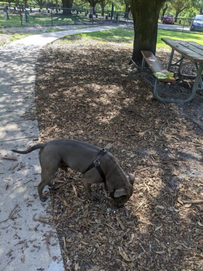 Rowlett Dog Park - Tampa, FL