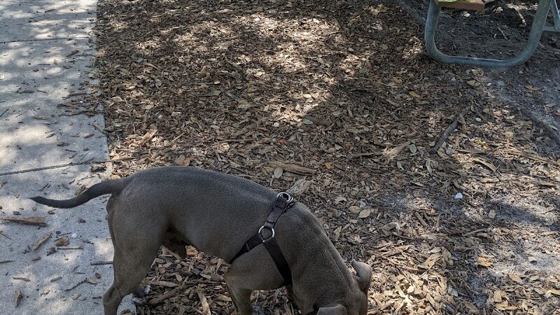 Rowlett Dog Park - Tampa, FL