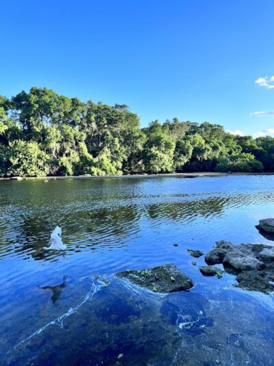 Rowlett Dog Park - Tampa, FL