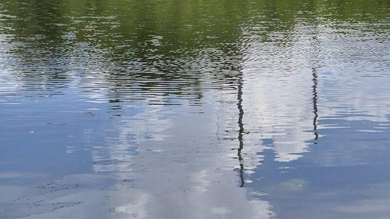 Rowlett Dog Park - Tampa, FL