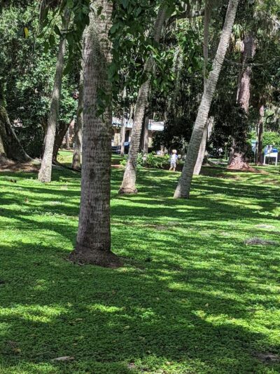 Swann Park - Tampa, FL